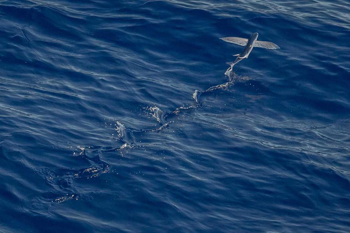Vero facilis